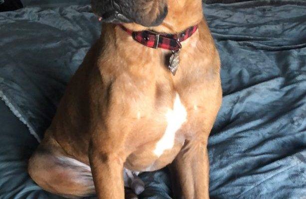 Labrador Retriever Chinese Shar Pei Mix Dog For Adoption Clarksville TN – Adopt 2 YO Elliot