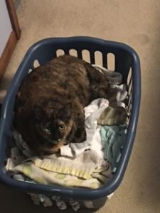 tortoiseshell cat for adoption Photo tortoiseshell cat for adoption