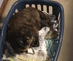 Tortoiseshell cat for adoption