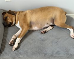 Dog for adoption in edmonton