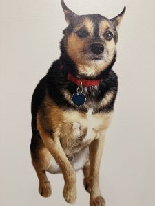 chipin dog for adoption in charlotte