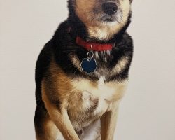 chipin dog for adoption in charlotte