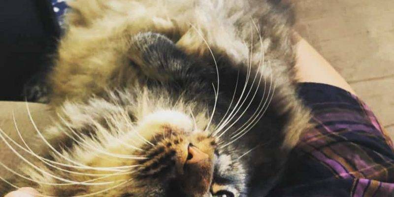 Rocky, Maine Coon Cat For Adoption in San Diego CA