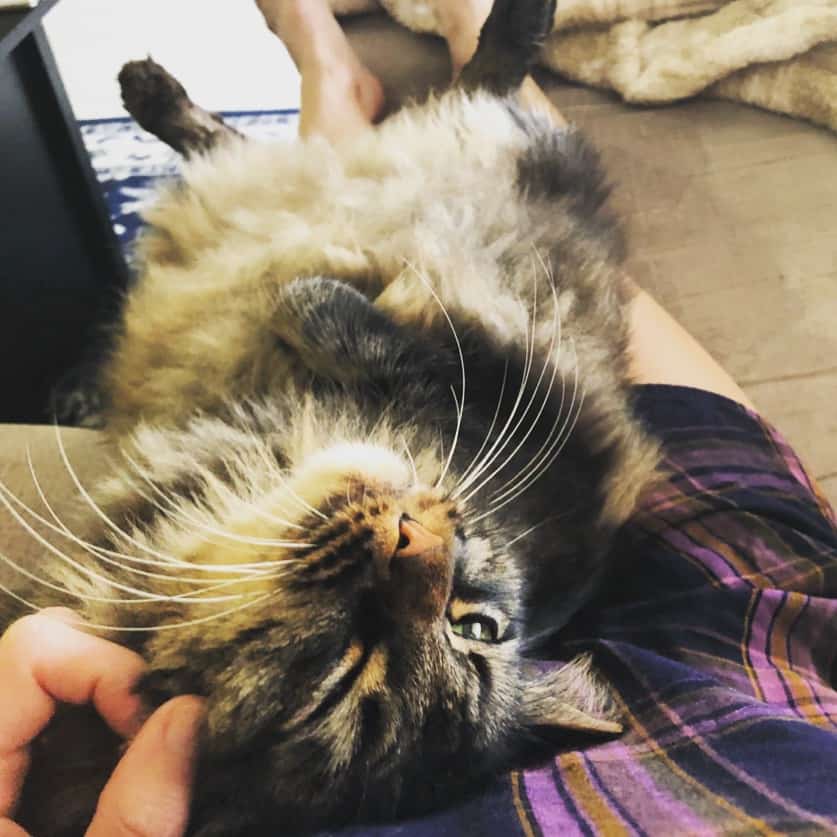Rocky, Maine Coon Cat For Adoption in San Diego CA