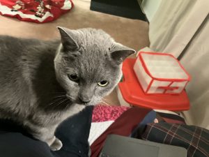 Cat for adoption in Beaumont