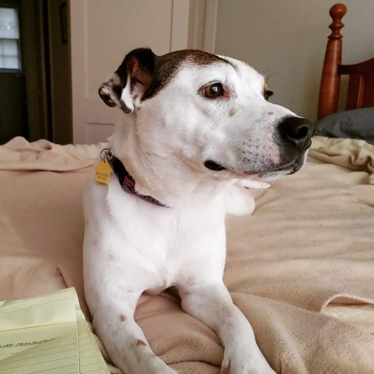 Lab Parson Russell Terrier Mix Dog For Adoption in Atlanta GA – Supplies Included – Adopt Lucy