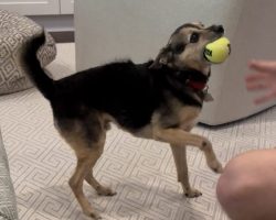 chipin dog for adoption in charlotte