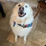 Great Pyrenees Siberian Husky dog for adoption in Nashville Tennessee