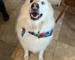 Great pyrenees siberian husky dog for adoption in nashville tennessee