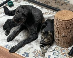 Mini bernedoodle for adoption