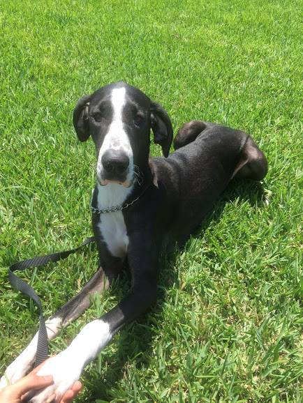 Black and white mantle female great dane for adoption in houston tx