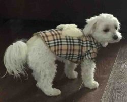 Female miniature maltese dog