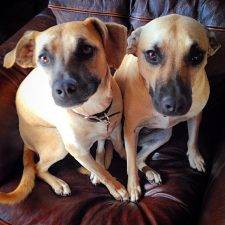 Black Mouth Cur Dogs For Adoption In San Diego
