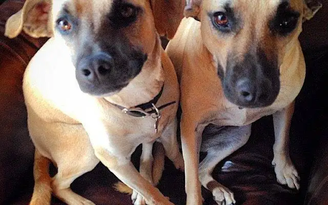 Black Mouth Cur Dogs For Adoption in San Diego