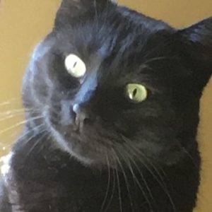 Beautiful black cat for adoption in calgary alberta