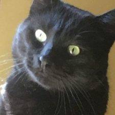 Beautiful Black Cat For Adoption in Calgary Alberta