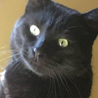 Beautiful Black Cat For Adoption in Calgary Alberta