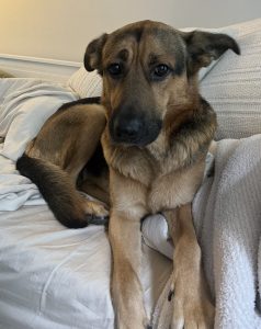 German sheprador for adoption