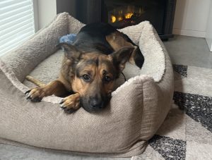 German sheprador for adoption