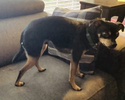 Reese, a black and tan chihuahua dog for adoption in frisco texas