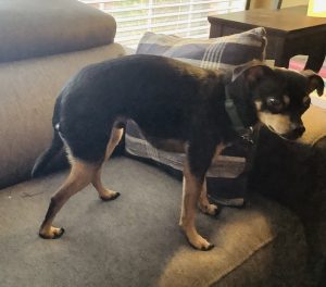 chihuahua dog for adoption in frisco texas Photo Reese, a black and tan Chihuahua dog for adoption in Frisco Texas