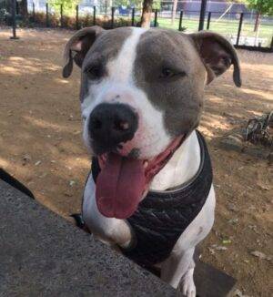 Bruno - Purebred American Pitbull Terrier Adoption Houston