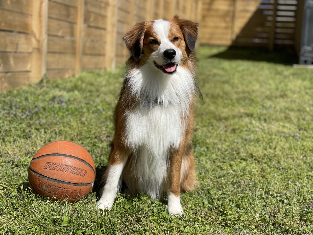 medium sized dogs for adoption Photo Australian Shepherd Shetland Sheepdog (Sheltie) Mix Dog For Adoption in Nashville TN – Meet Bisbee