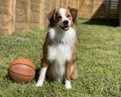 australian shepherd mix dog for adoption in nashville Photo australian shepherd mix dog for adoption in nashville