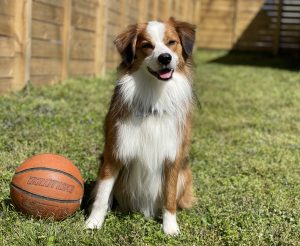 australian shepherd mix dog for adoption in nashville Photo australian shepherd mix dog for adoption in nashville