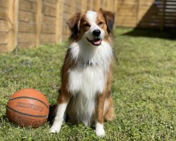 australian shepherd mix dog for adoption in nashville Photo australian shepherd mix dog for adoption in nashville