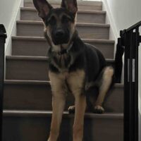 9 Mo Female German Shepherd Puppy For Adoption In Philadelphia PA – Macy’s Bark Story