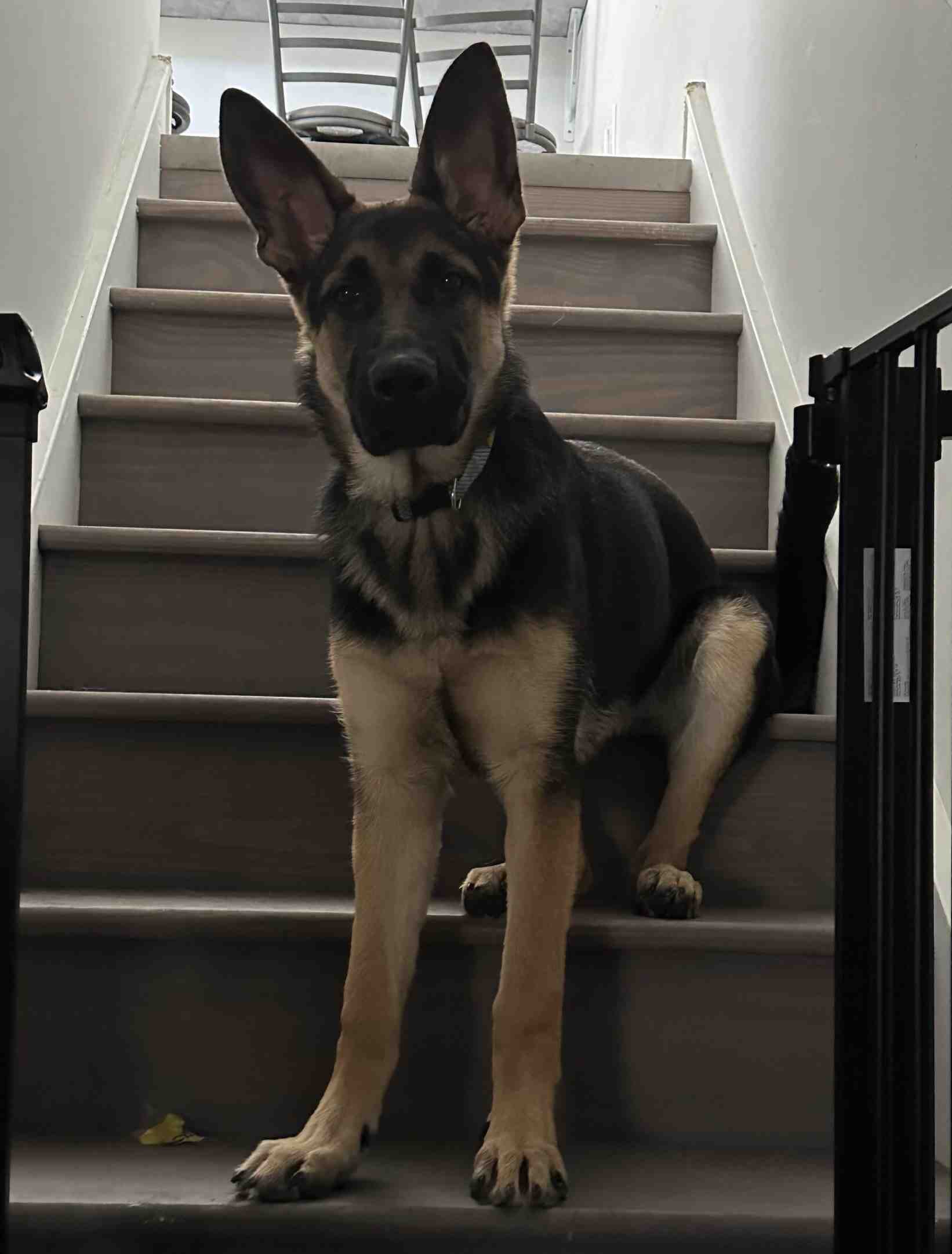 9 Mo Female German Shepherd Puppy For Adoption in Philadelphia PA – Macy’s Bark Story