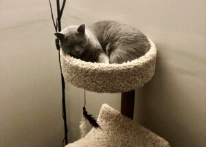Cat for adoption in Beaumont