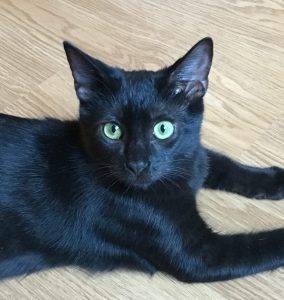 Stinky – cute little black kitten, 6 mos, neutered – seeks loving home due to severe allergies – los angeles, ca – supplies included