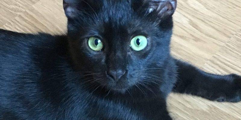 Stinky – Cute Little Black Kitten, 6 Mos, Neutered – Seeks Loving Home Due to Severe Allergies – Los Angeles, CA – Supplies Included
