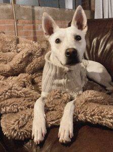 White german shepherd mix dog for adoption in dallas texas – supplies included – adopt miles