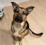 German Sheprador for adoption in Portland OR, Kilo, sits staring at camera.