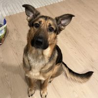 German Sheprador For Adoption In Portland OR, Kilo, Sits Staring At Camera.