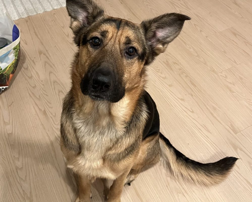German Sheprador for adoption in Portland OR, Kilo, sits staring at camera.