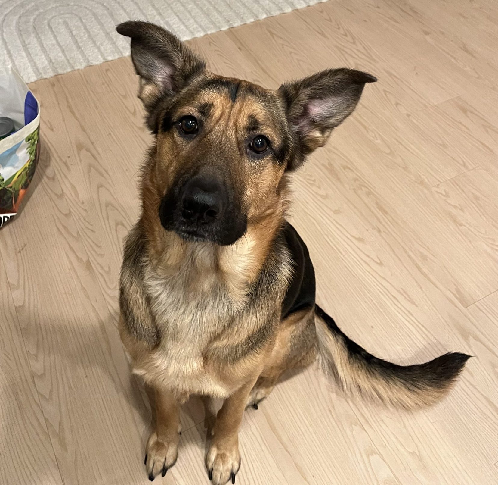 German sheprador for adoption in portland or, kilo, sits staring at camera.