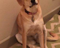 Gorgeous yellow lab mix dog for adoption in boston