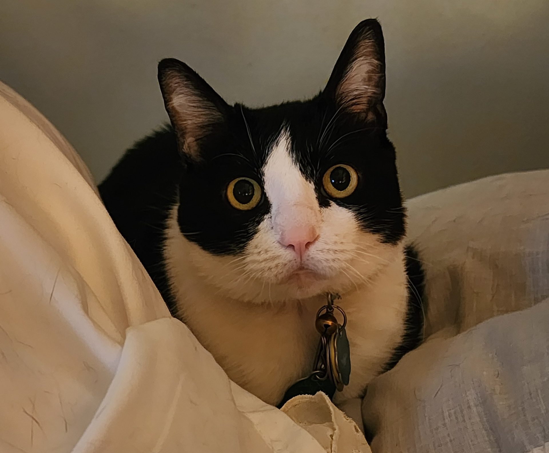 Adorable Senior Tuxedo Cat for Adoption in Houston Texas – Adopt Sugar