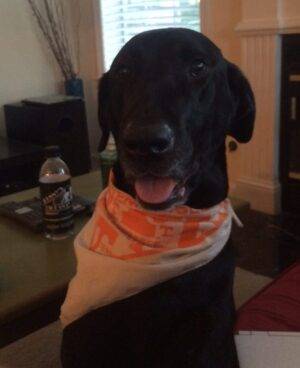 King – Handsome And Sweet Black Labrador Retriever Seeks Loving Home – Supplies Included – Brookhaven GA