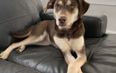 Stunning Labrador Retriever Husky Mix Dog for Adoption in Canton GA – Adopt Luna