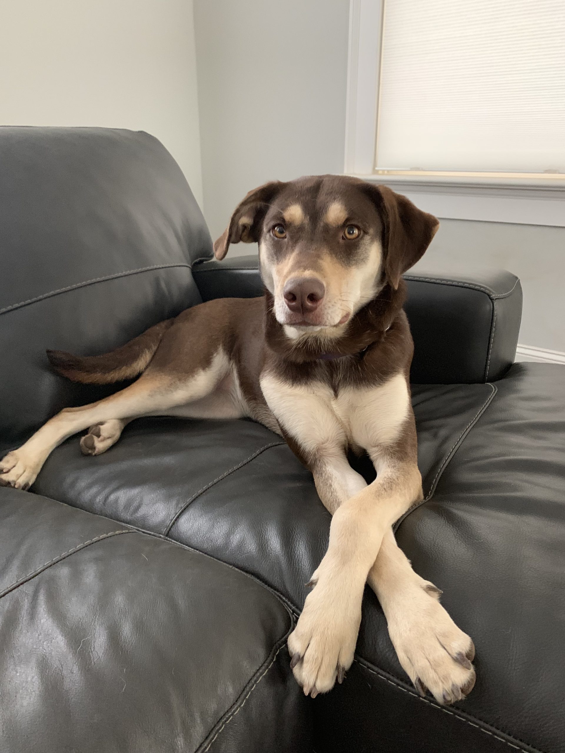 Stunning Labrador Retriever Husky Mix Dog for Adoption in Canton GA – Adopt Luna