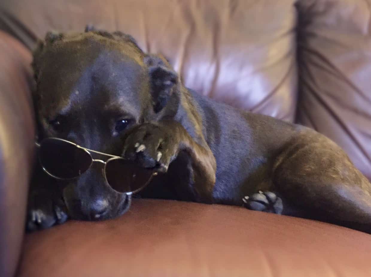 Detroit MI – Mastiff Chow Chow Mix Dog For Private Adoption – Meet Zoey