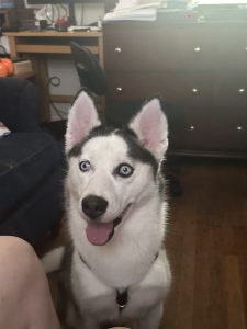 dog for adoption in philadelphia