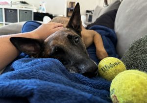 Mac, a gentle and loving belgian malinois for adoption in charlotte nc