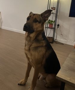 German sheprador for adoption