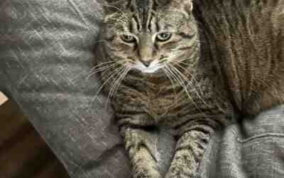 Cuddly female brown tabby cat for adoption in charlotte nc – izabella’s adoption story